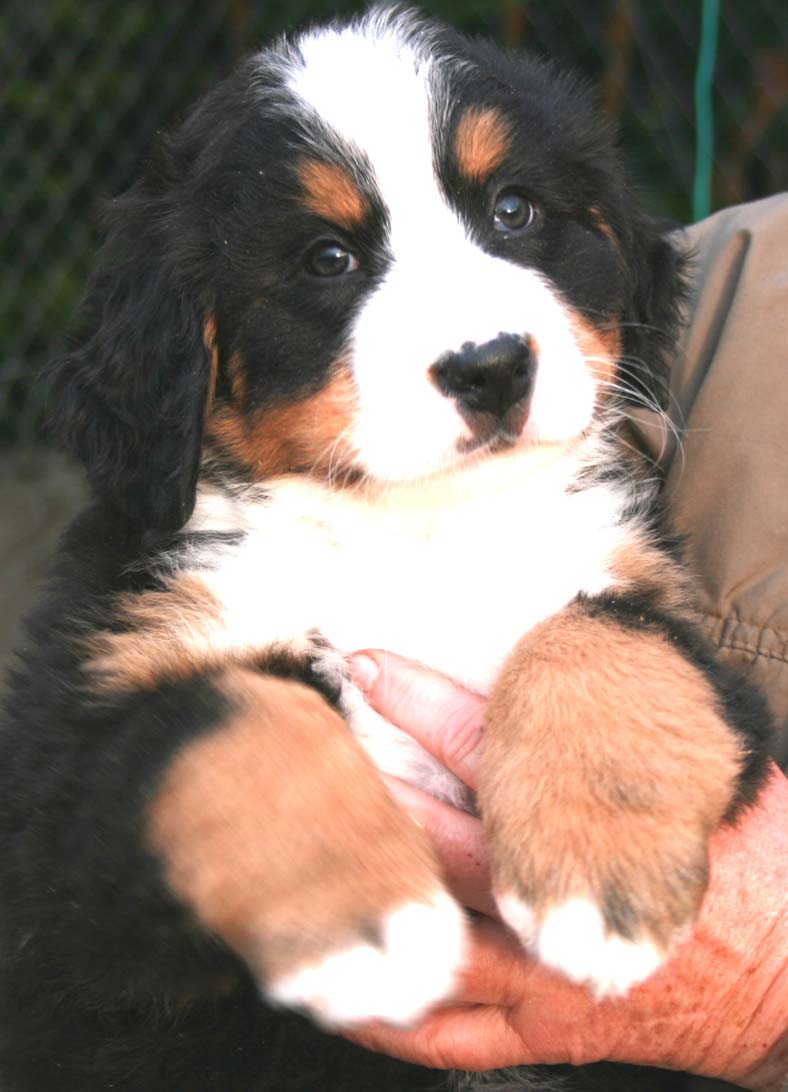 BERNESE